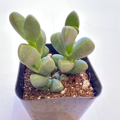 Succulents-Sets-12-SEAH