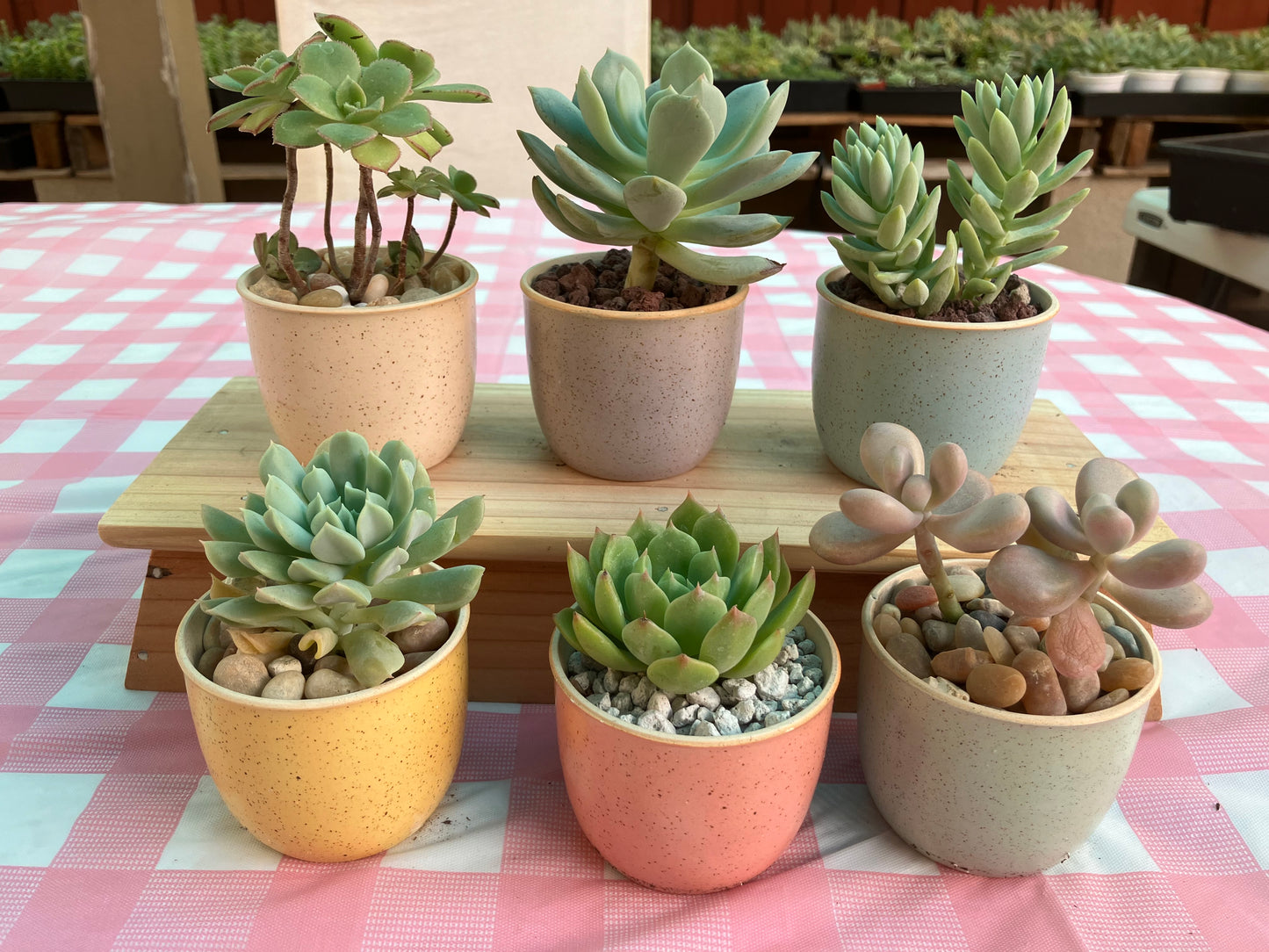 6-Piece Ceramic Flower Pot Set(only pots, excluding the plant)