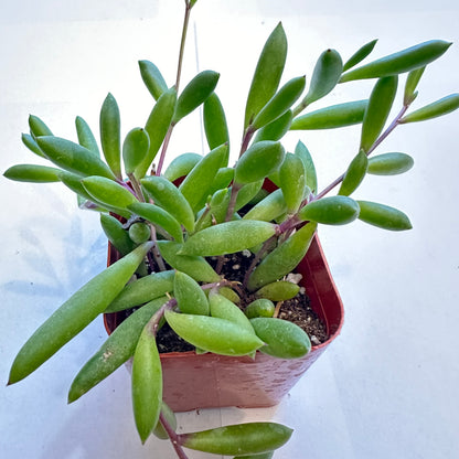 Succulents-Sets-12-SEAH