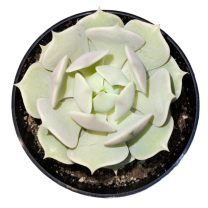 Echeveria - Lola-SEAH