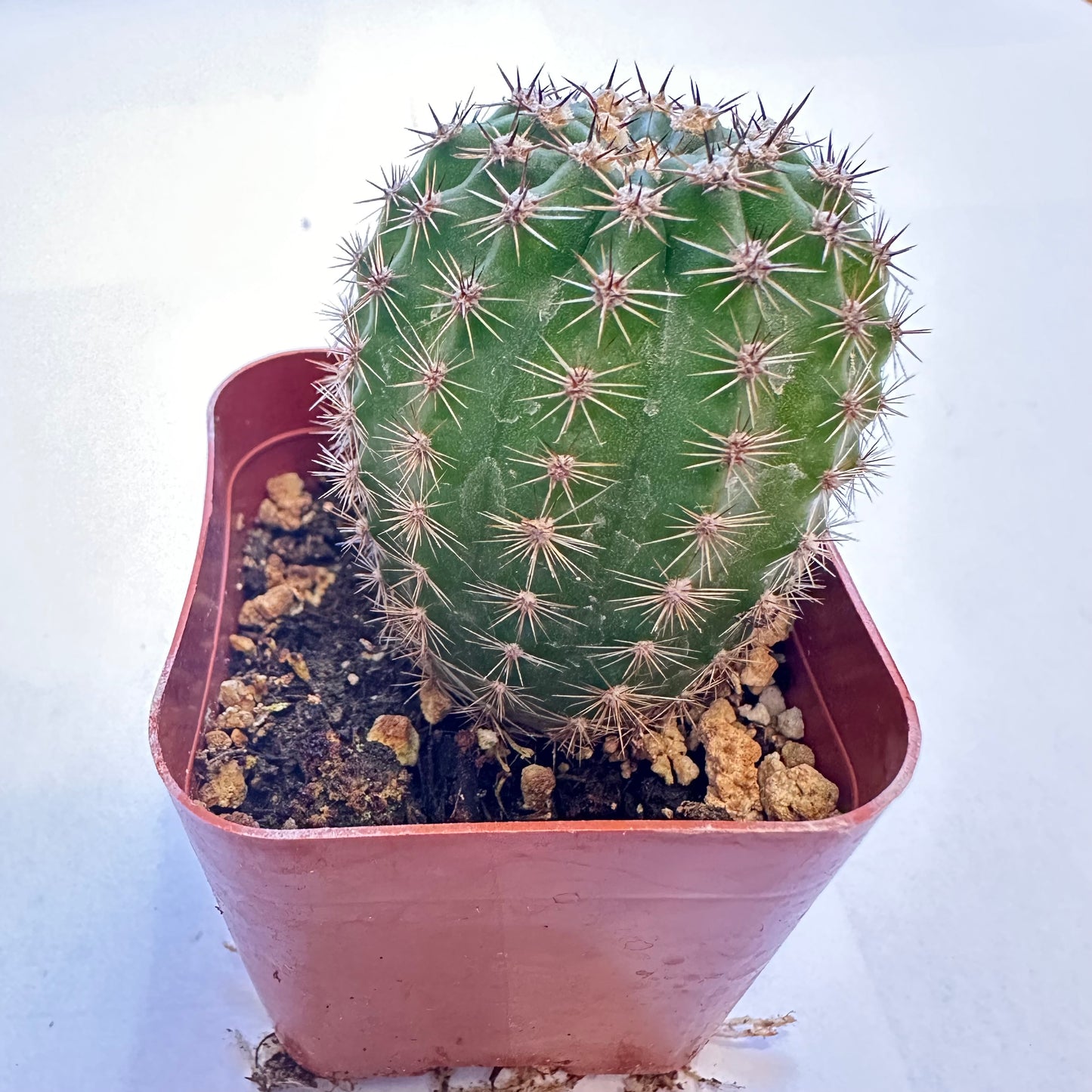 6-set cactus