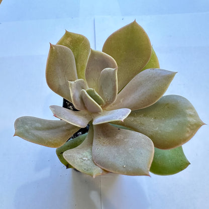 Succulents-Sets-12-SEAH