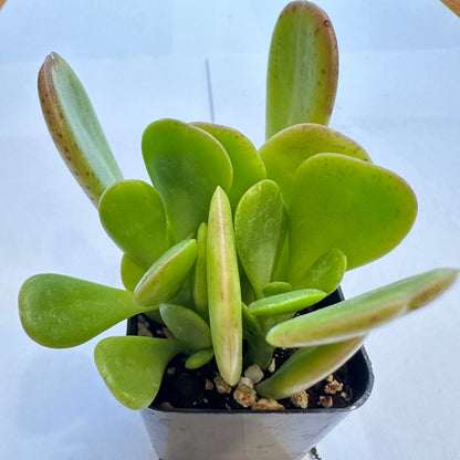 Succulents-Sets-12-SEAH