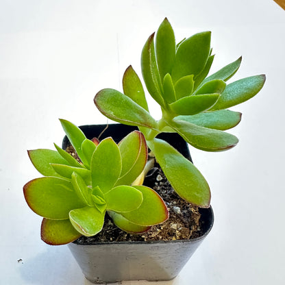 Succulents-Sets-12-SEAH