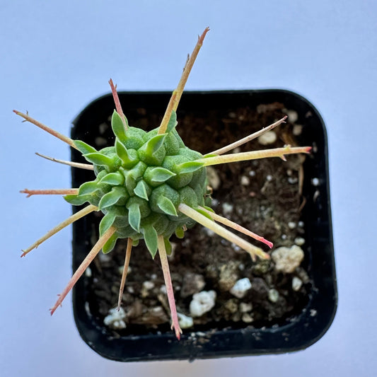 Euphorbia mammillaris corn cob-SEAH