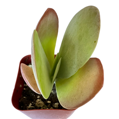 Kalanchoe Flapjacks - Paddle Plant-SEAH
