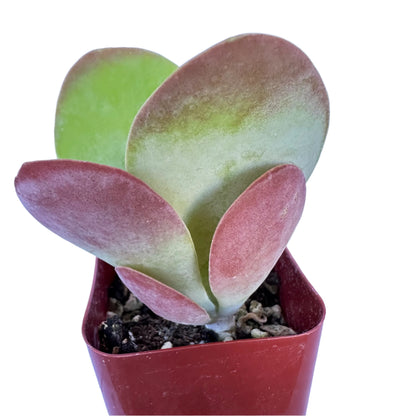 Kalanchoe Flapjacks - Paddle Plant-SEAH