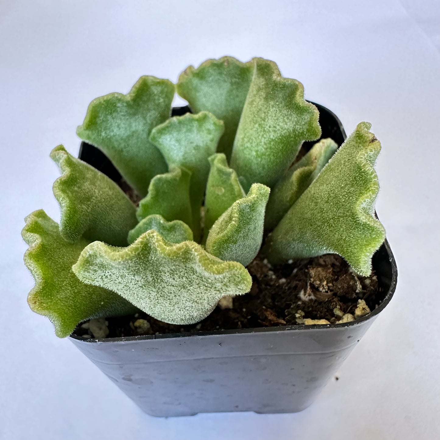 Adromischus cristatus - Crinkle Leaf Plant