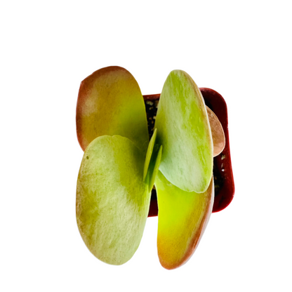 Kalanchoe Flapjacks - Paddle Plant-SEAH