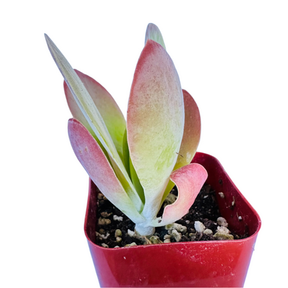 Kalanchoe Flapjacks - Paddle Plant-SEAH