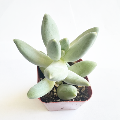 Pachyphytum - Machucae /Baby finger-SEAH