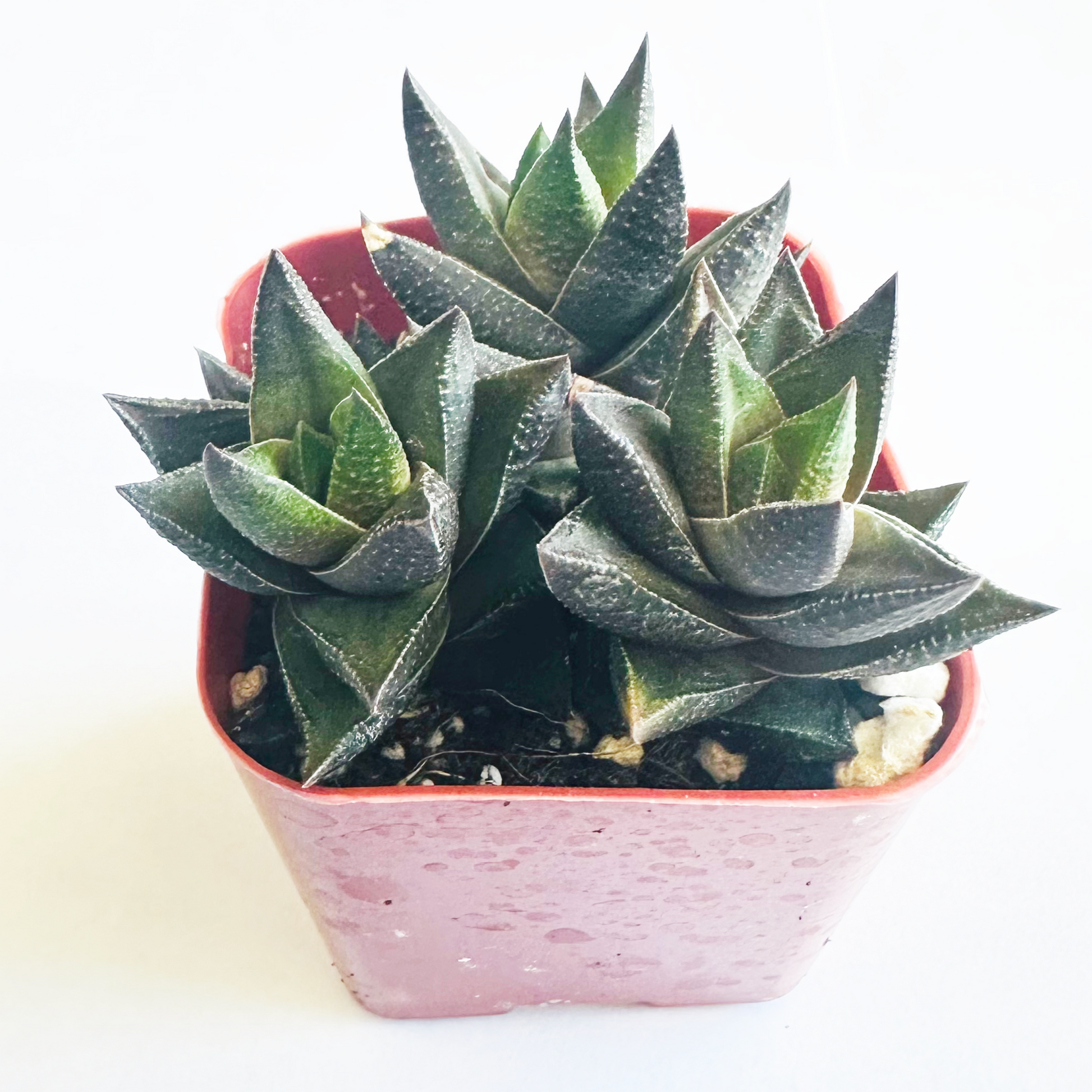 Haworthia resendeana-SEAH