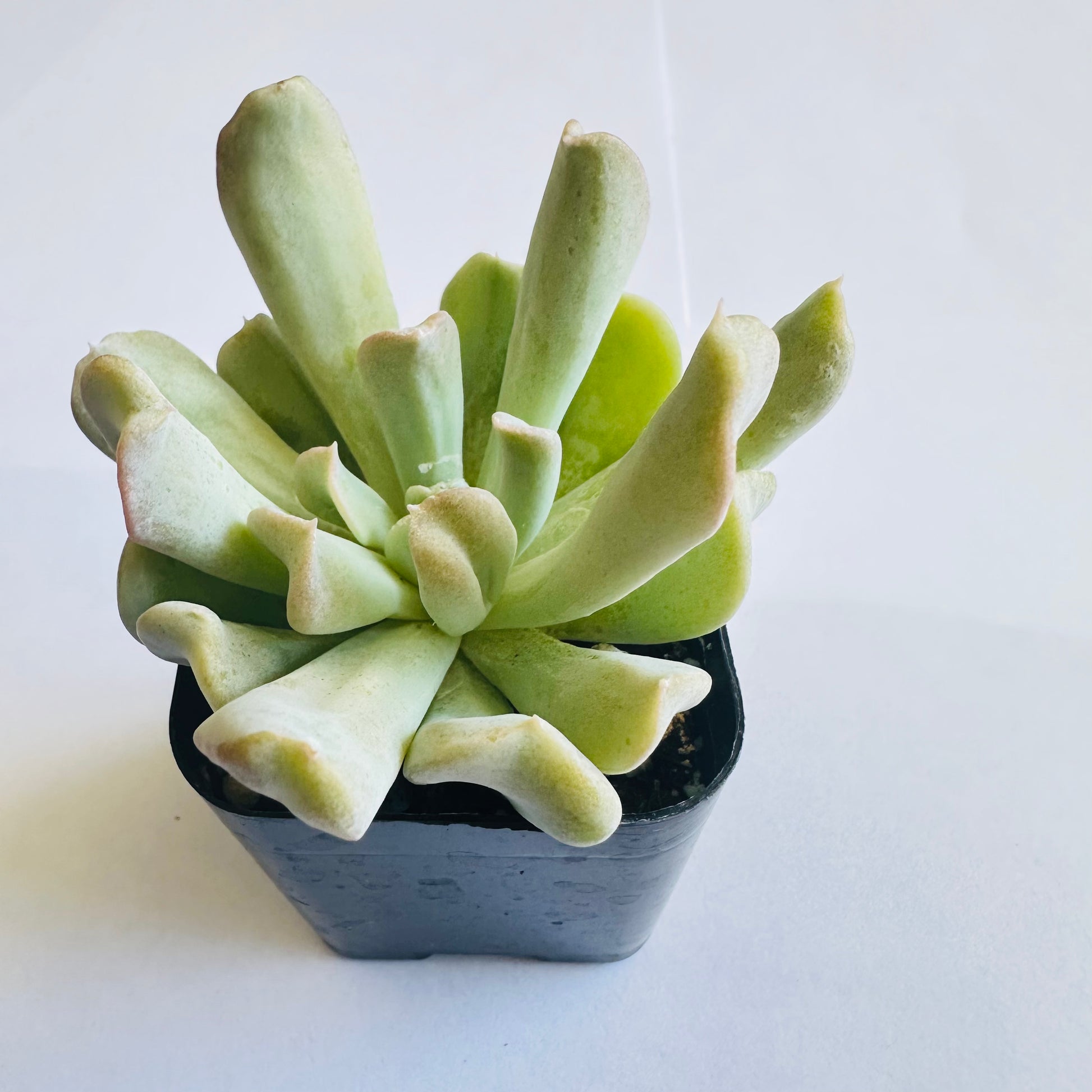 topsy turvy succulent Topsy Turvy Echeveria | Echeveria runyonii 'Topsy Turvy'