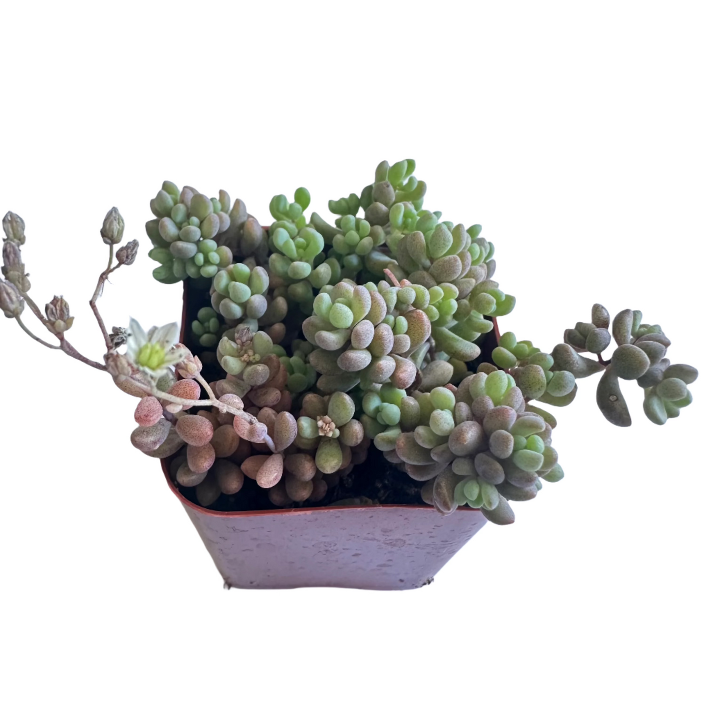 Sedum dasyphyllum - Corsican Stonecrop