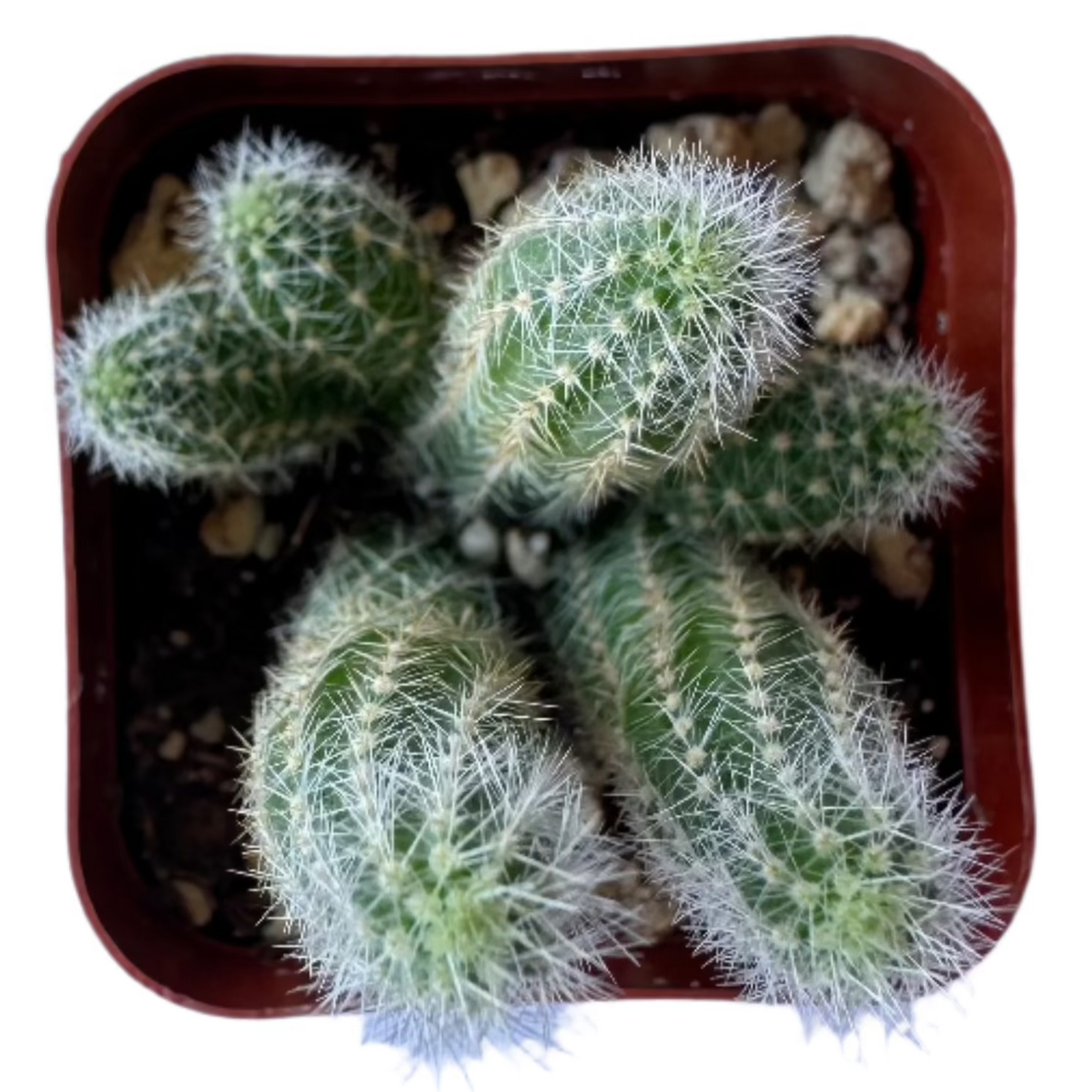 Echinopsis Chamaecereus - Peanut Cactus