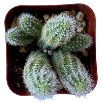 Echinopsis Chamaecereus - Peanut Cactus-SEAH