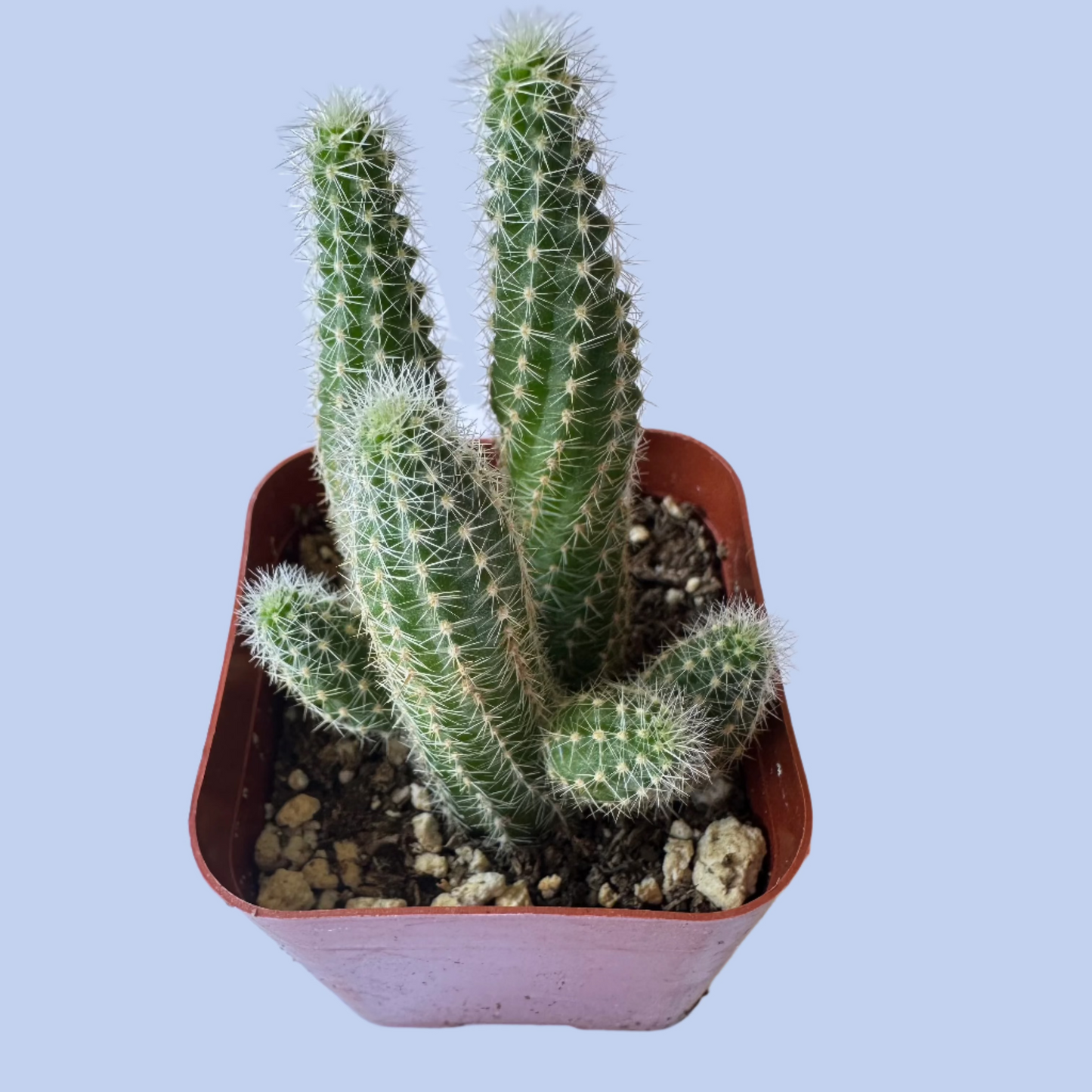 Echinopsis Chamaecereus - Peanut Cactus