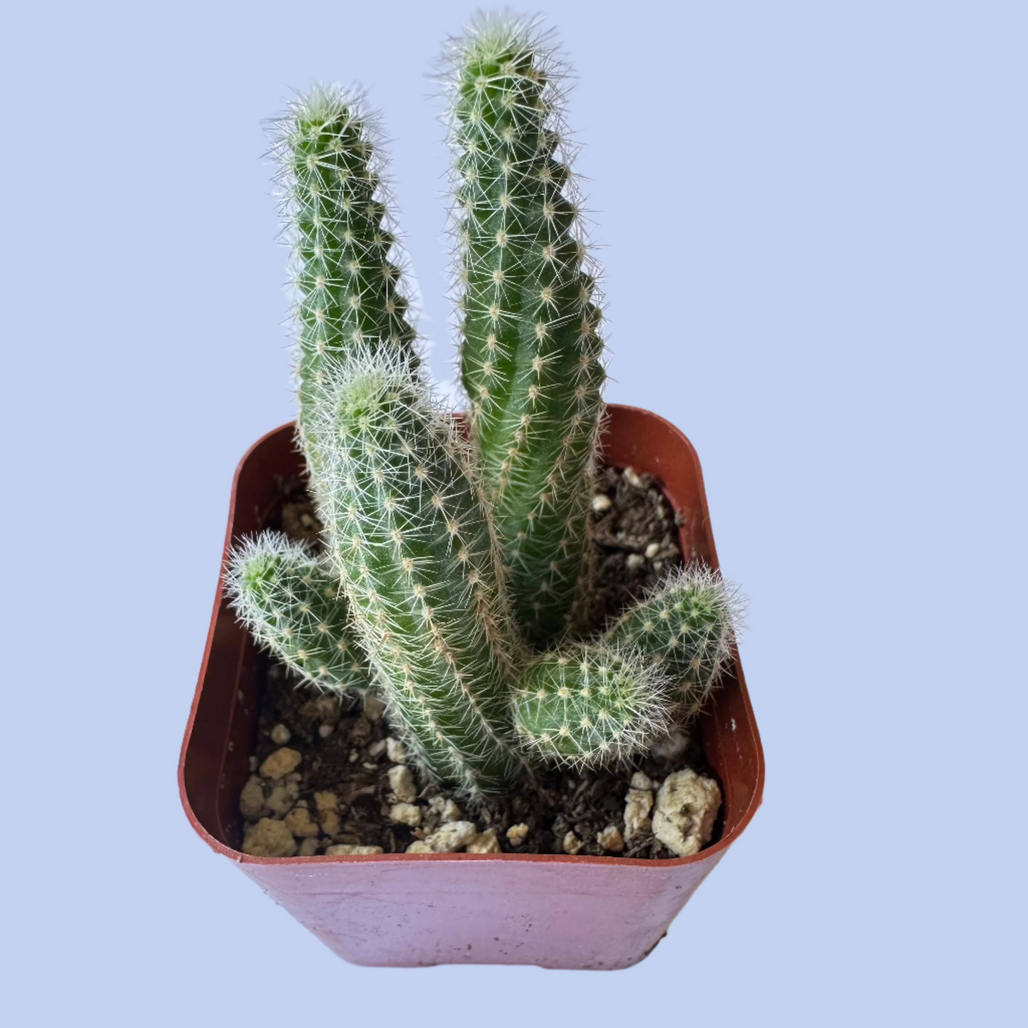 Peanut Cactus (Echinopsis chamaecereus) live cactus plant