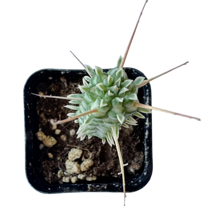 Euphorbia mammiliaris f. variegata - Indian Corn Cob-SEAH