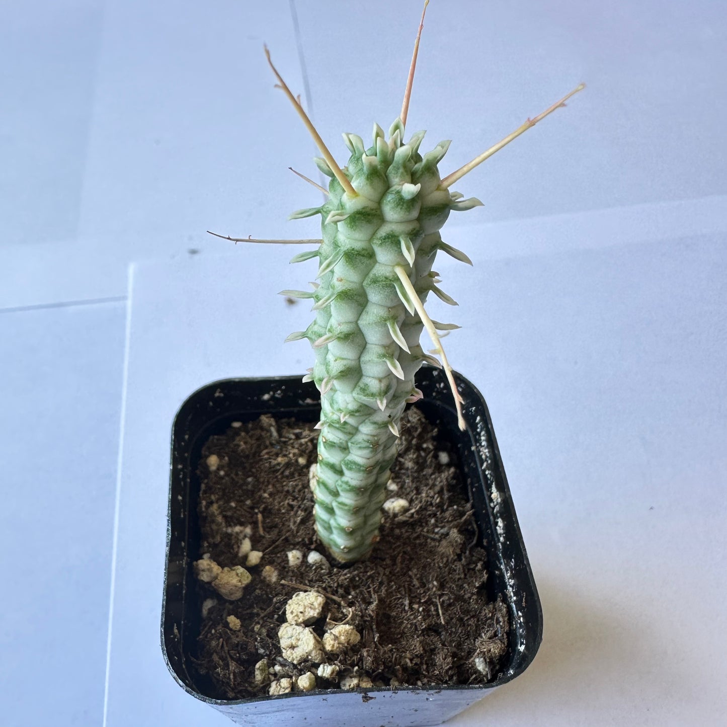 Euphorbia mammiliaris f. variegata - Indian Corn Cob