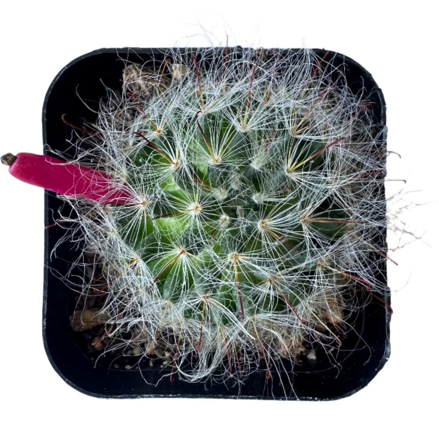 Mammillaria guelzowiana