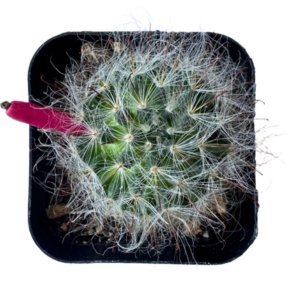 Mammillaria guelzowiana-SEAH