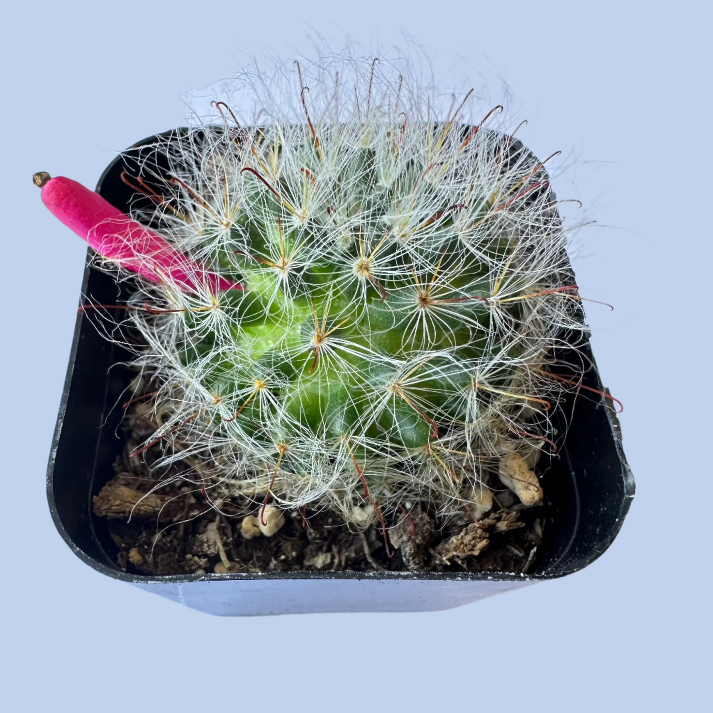 Mammillaria guelzowiana