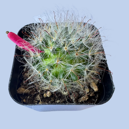 Mammillaria guelzowiana-SEAH