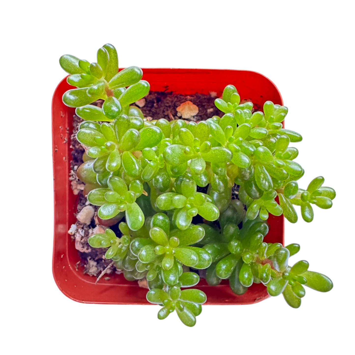 Sedum rubrotinctum - Mini Me