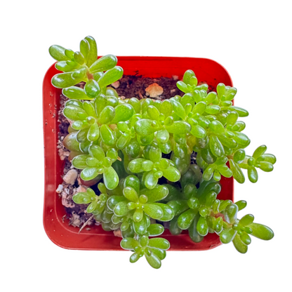 Sedum rubrotinctum - Mini Me-SEAH