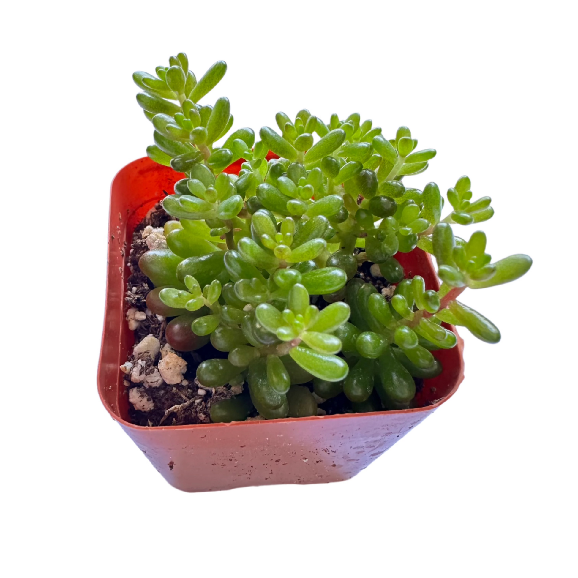 mini me succulent Mini Me Sedum