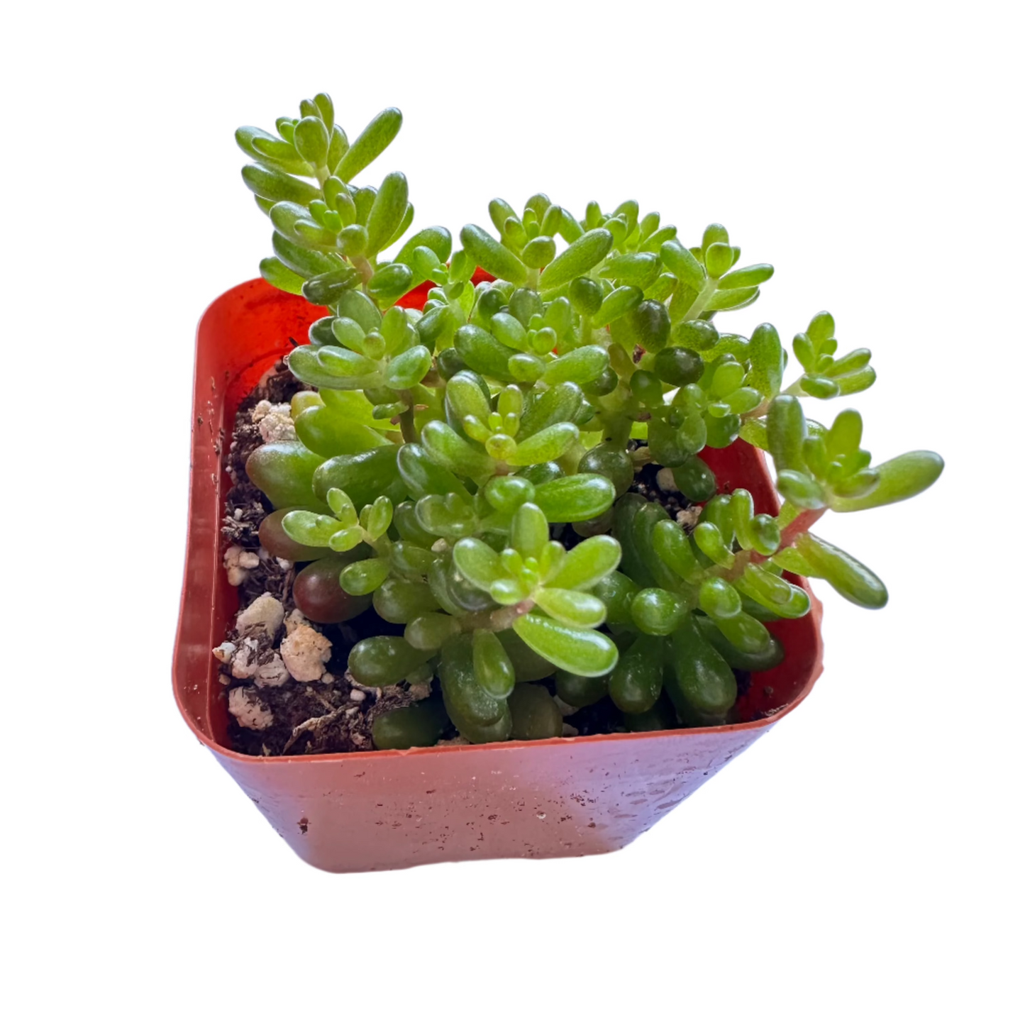 Sedum rubrotinctum - Mini Me