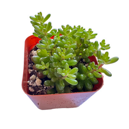 Sedum rubrotinctum - Mini Me-SEAH