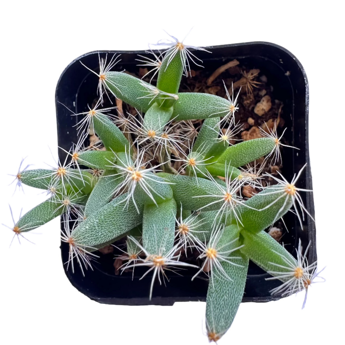 richodiadema densum - Mini Desert Rose