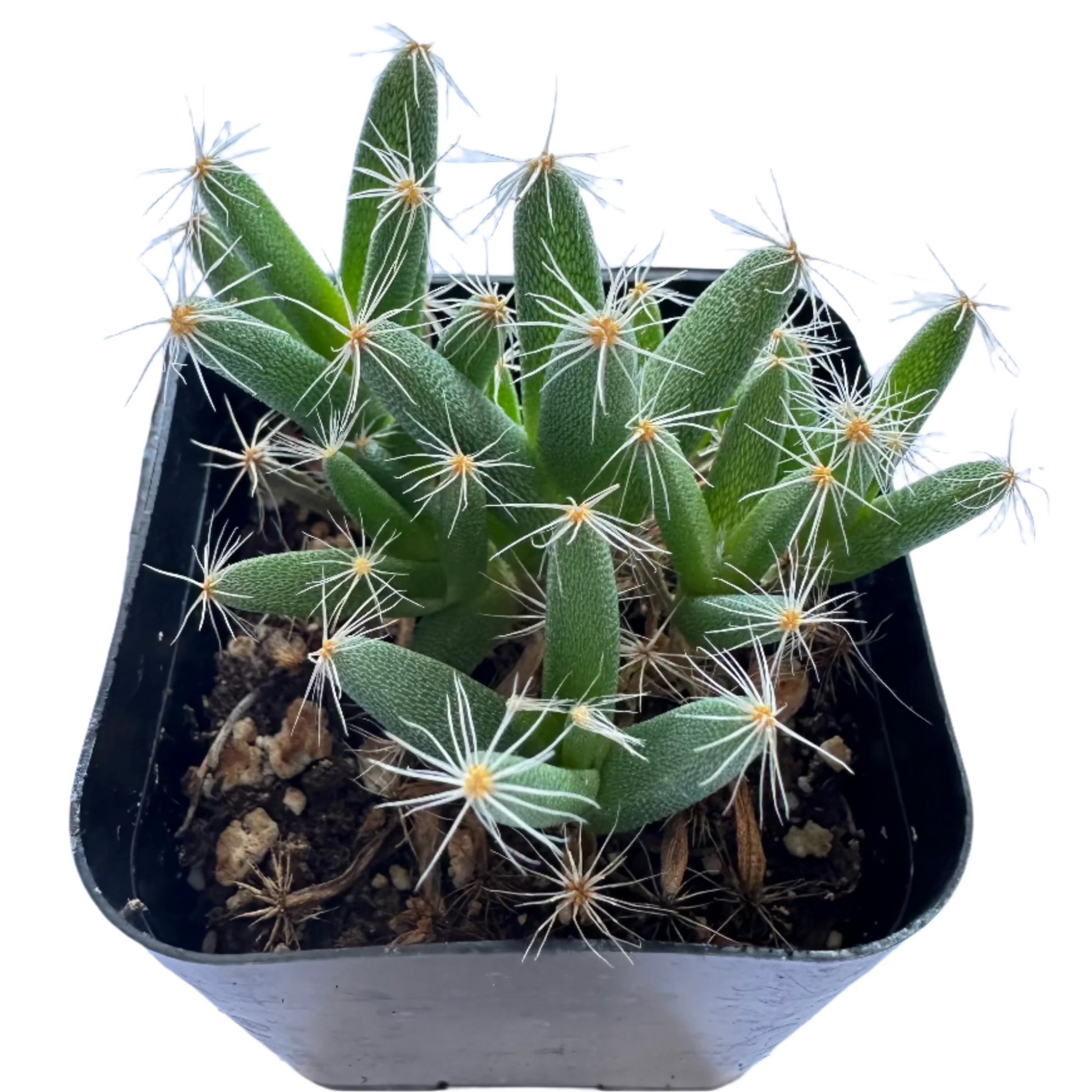 is the desert rose a succulent Mini Desert Rose | Trichodiadema densum