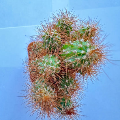 Cereus peruvianus monstrose-SEAH