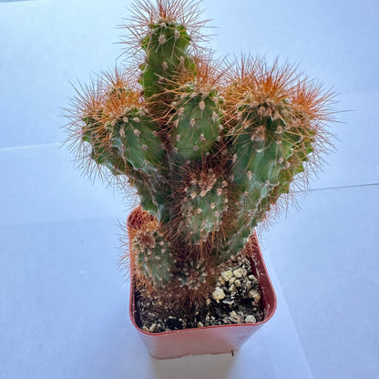 Cereus peruvianus monstrose-SEAH