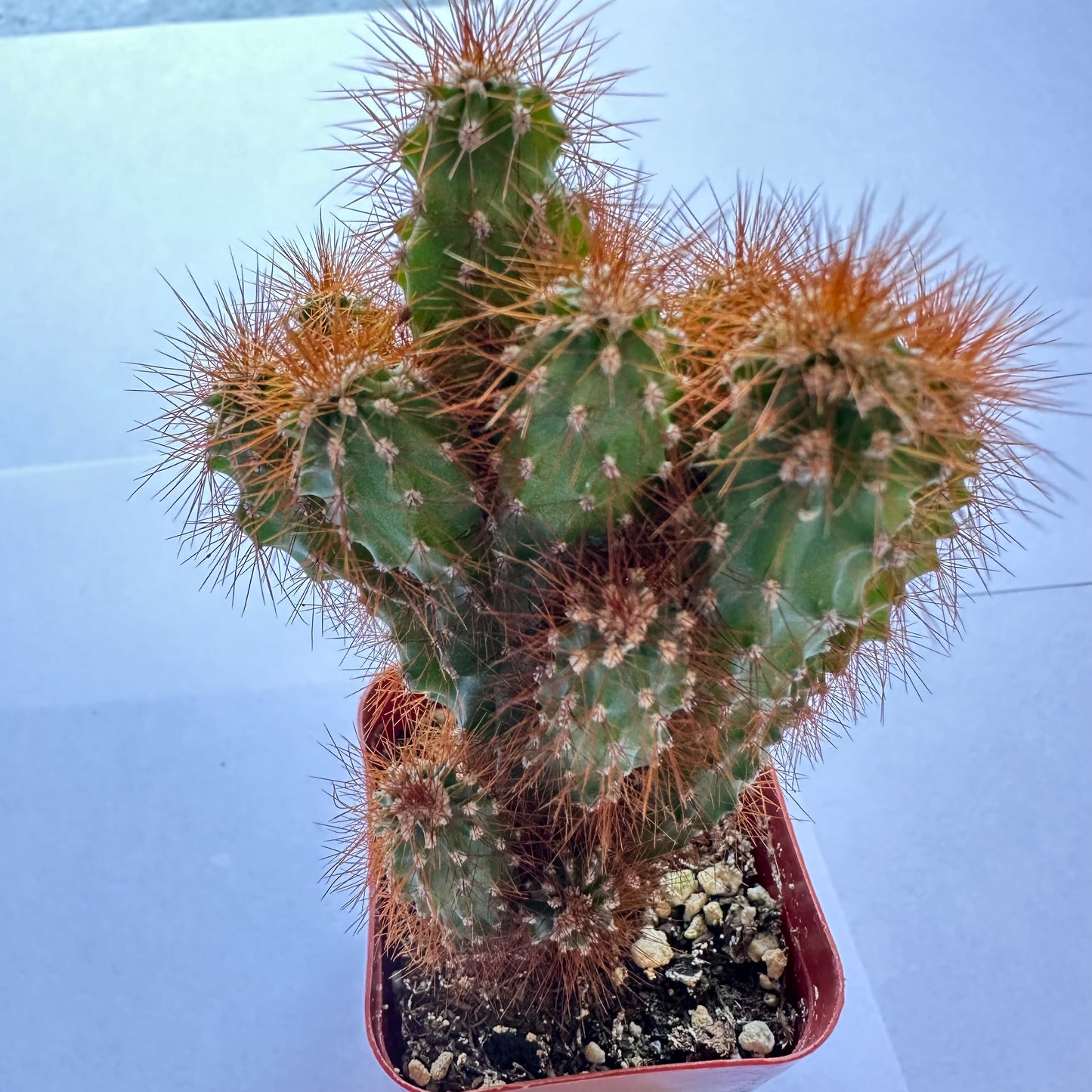 Cereus peruvianus monstrose