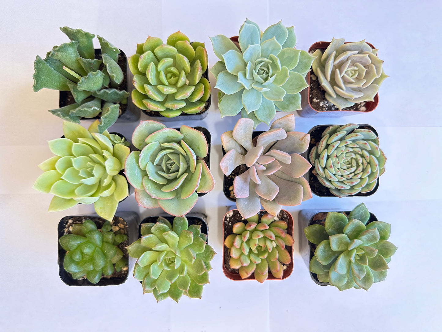 12 Succulents-Sets