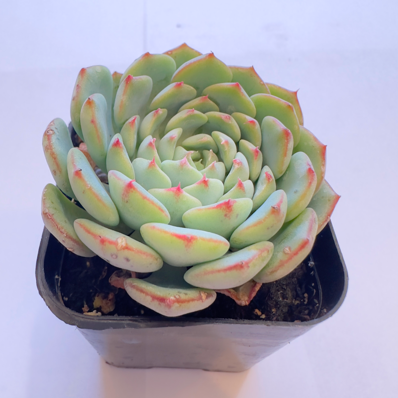 12 Succulents-Sets