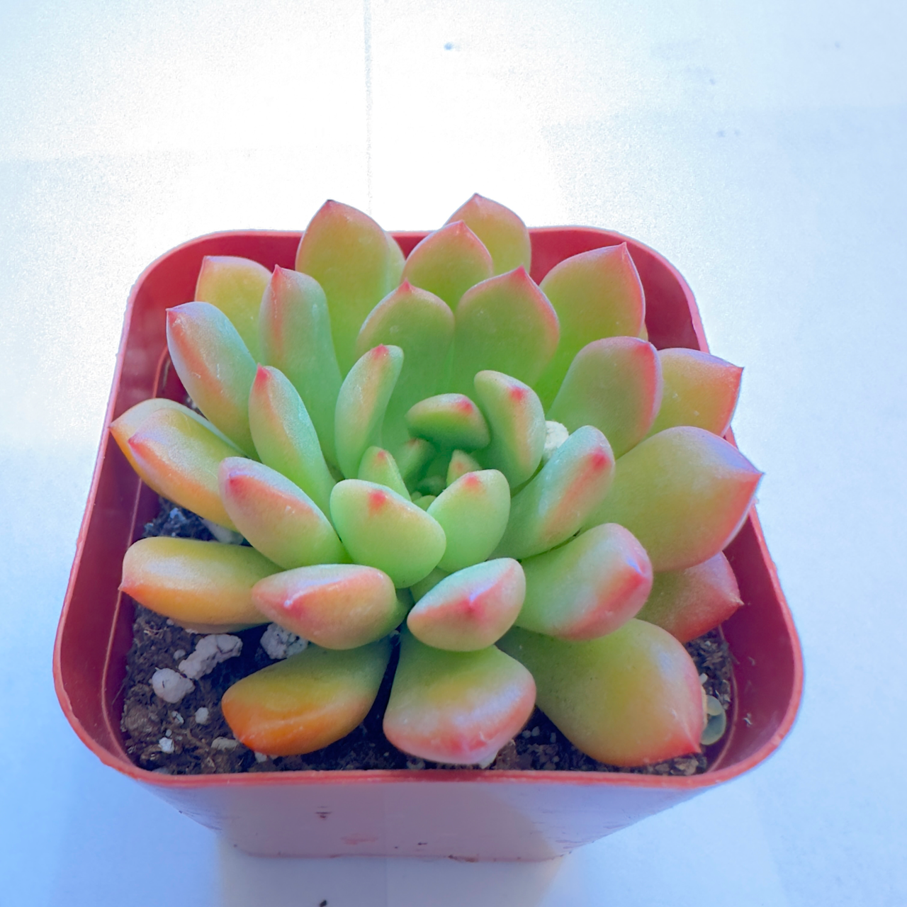 12 Succulents-Sets