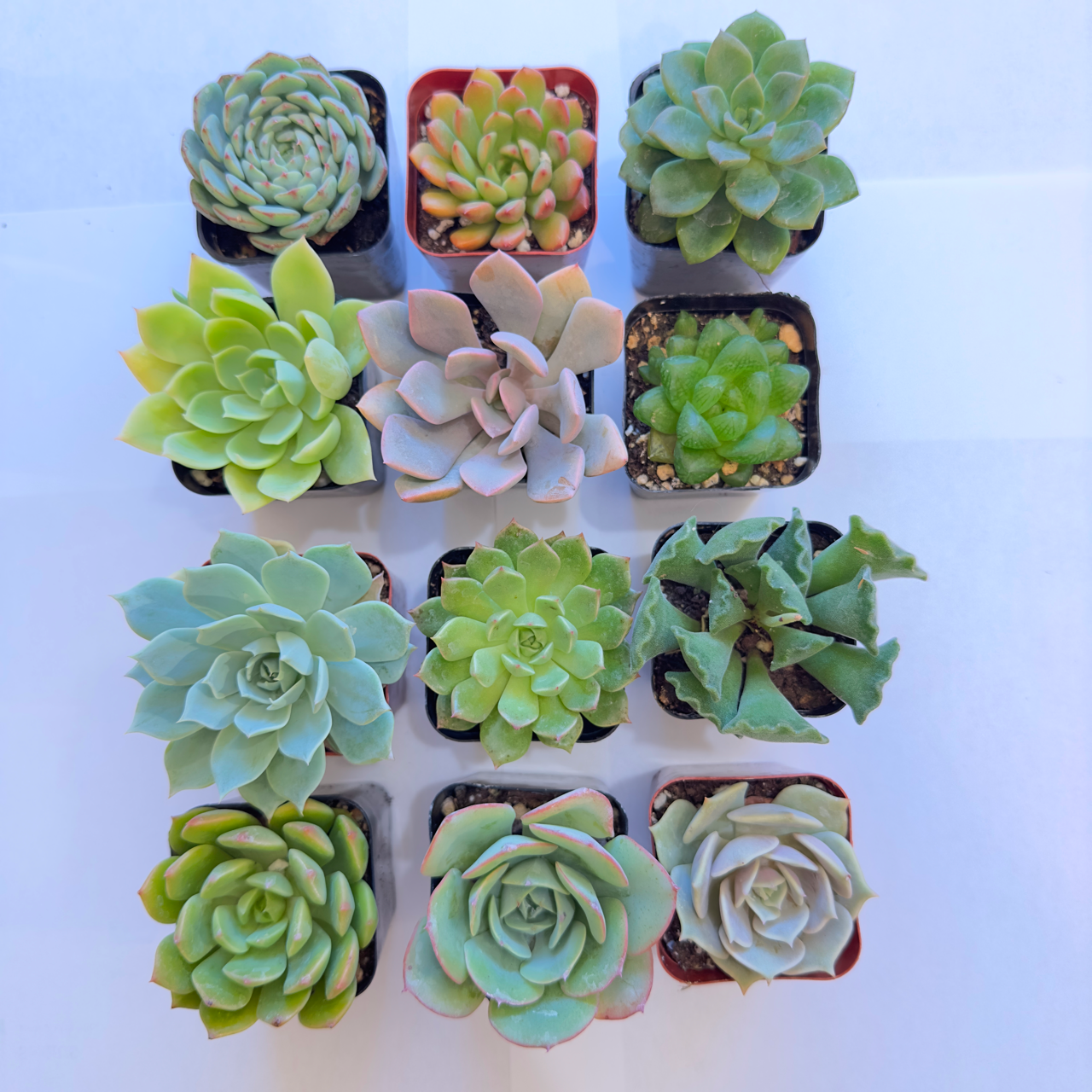 12 Succulents-Sets