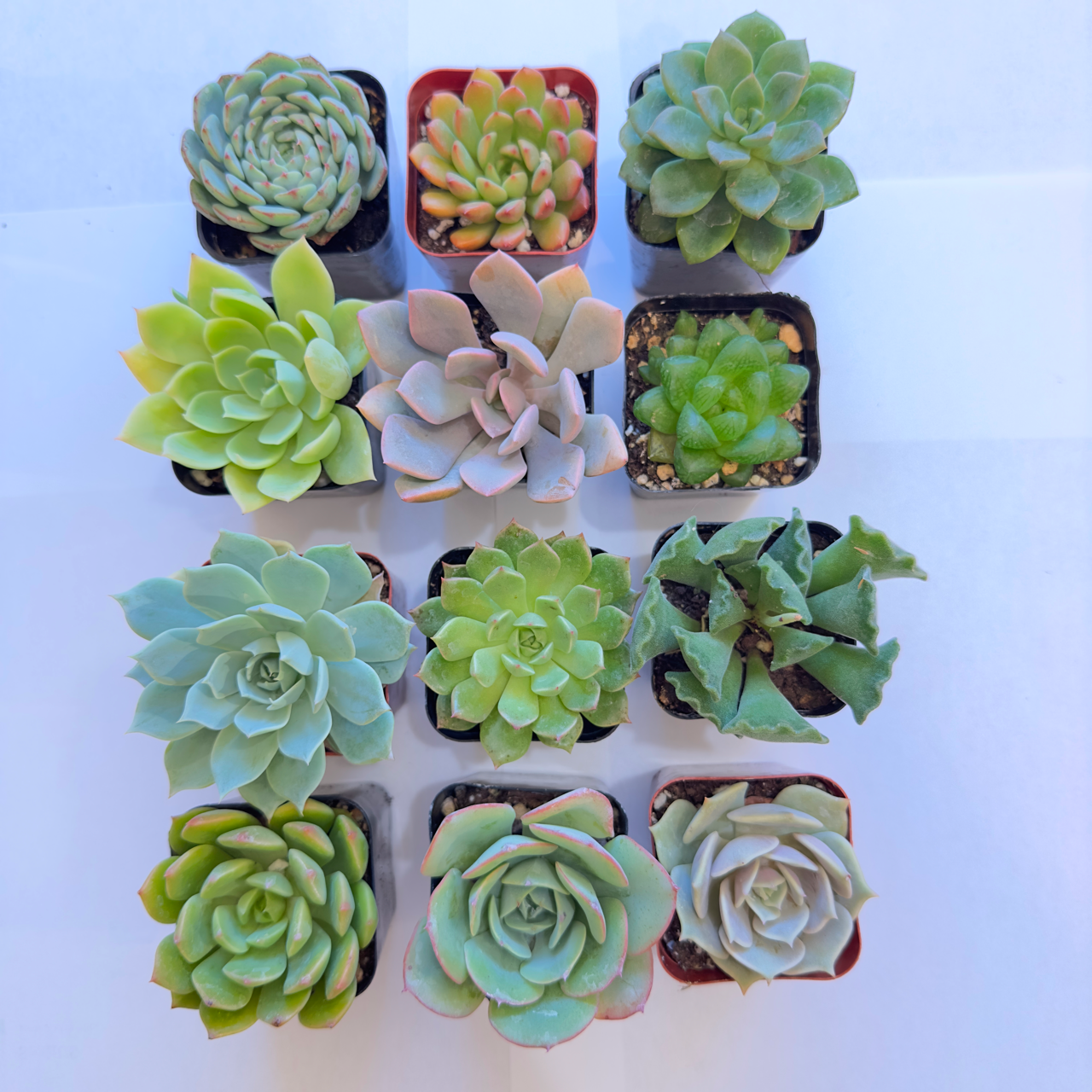 12 Pack Assorted Succulents assorted live succulents for gifts and home decor