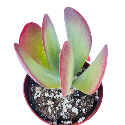 Kalanchoe Flapjacks - Paddle Plant-SEAH