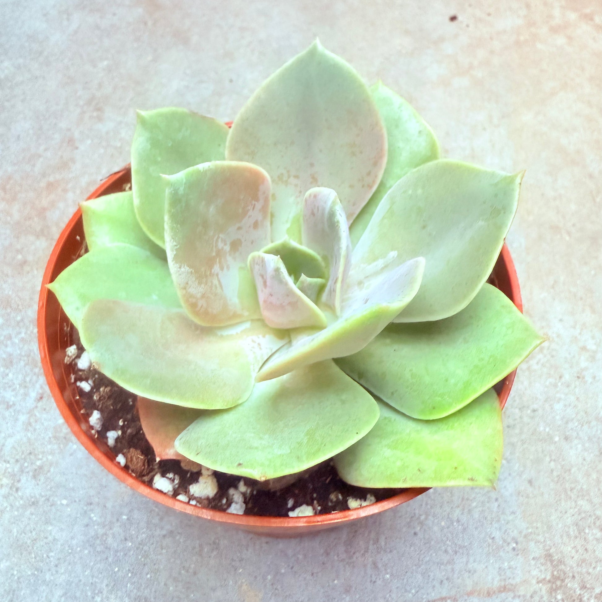 echeveria white rose succulent Xanthe Rose Echeveria | Echeveria 'Xanthe Rose'