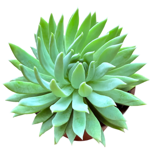 Sedeveria - Fanfare-SEAH