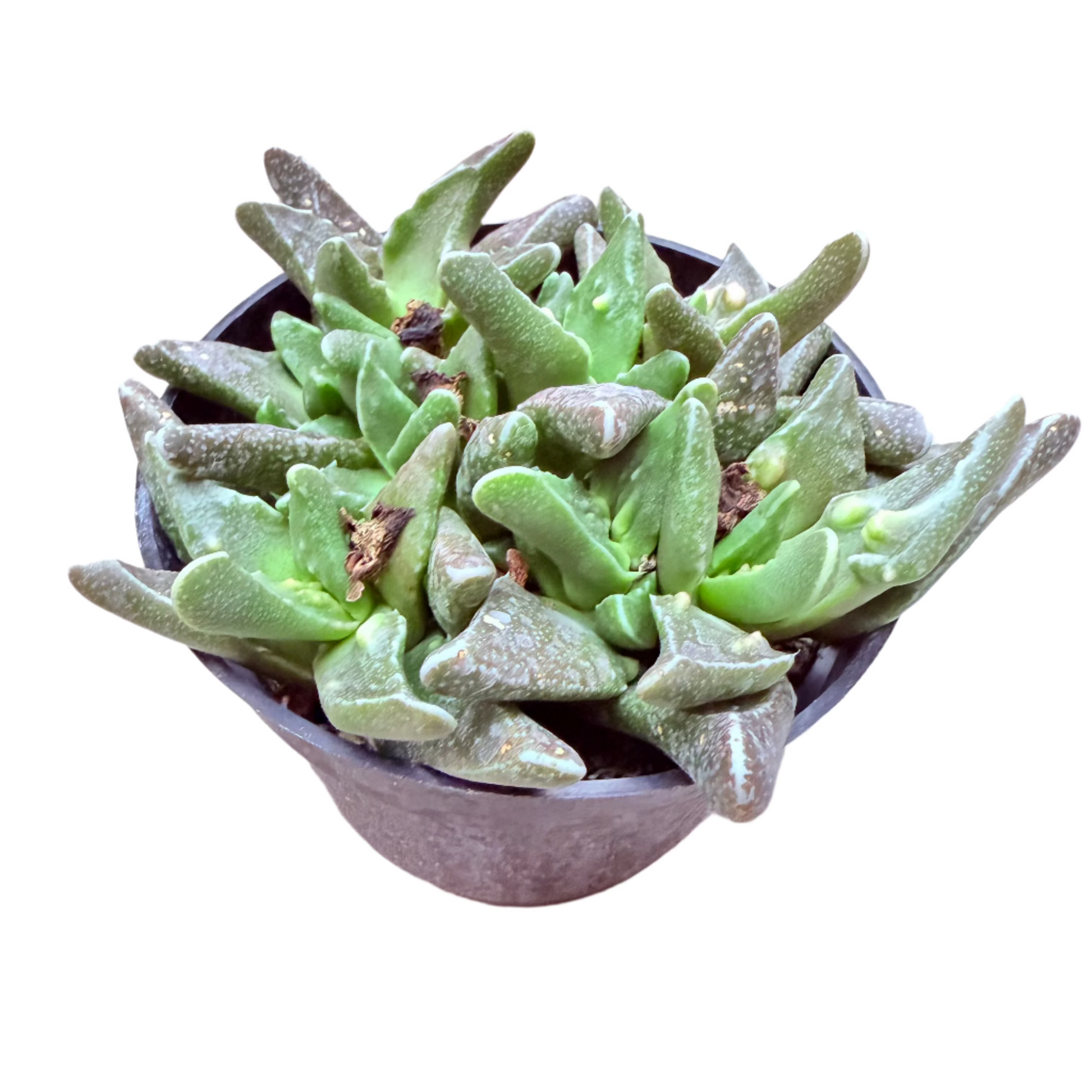 Faucaria tigrina - Tiger Jaws-SEAH