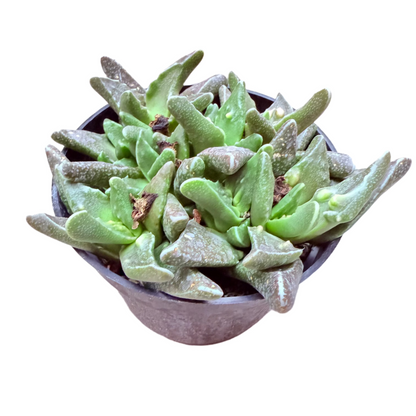 Faucaria tigrina - Tiger Jaws-SEAH