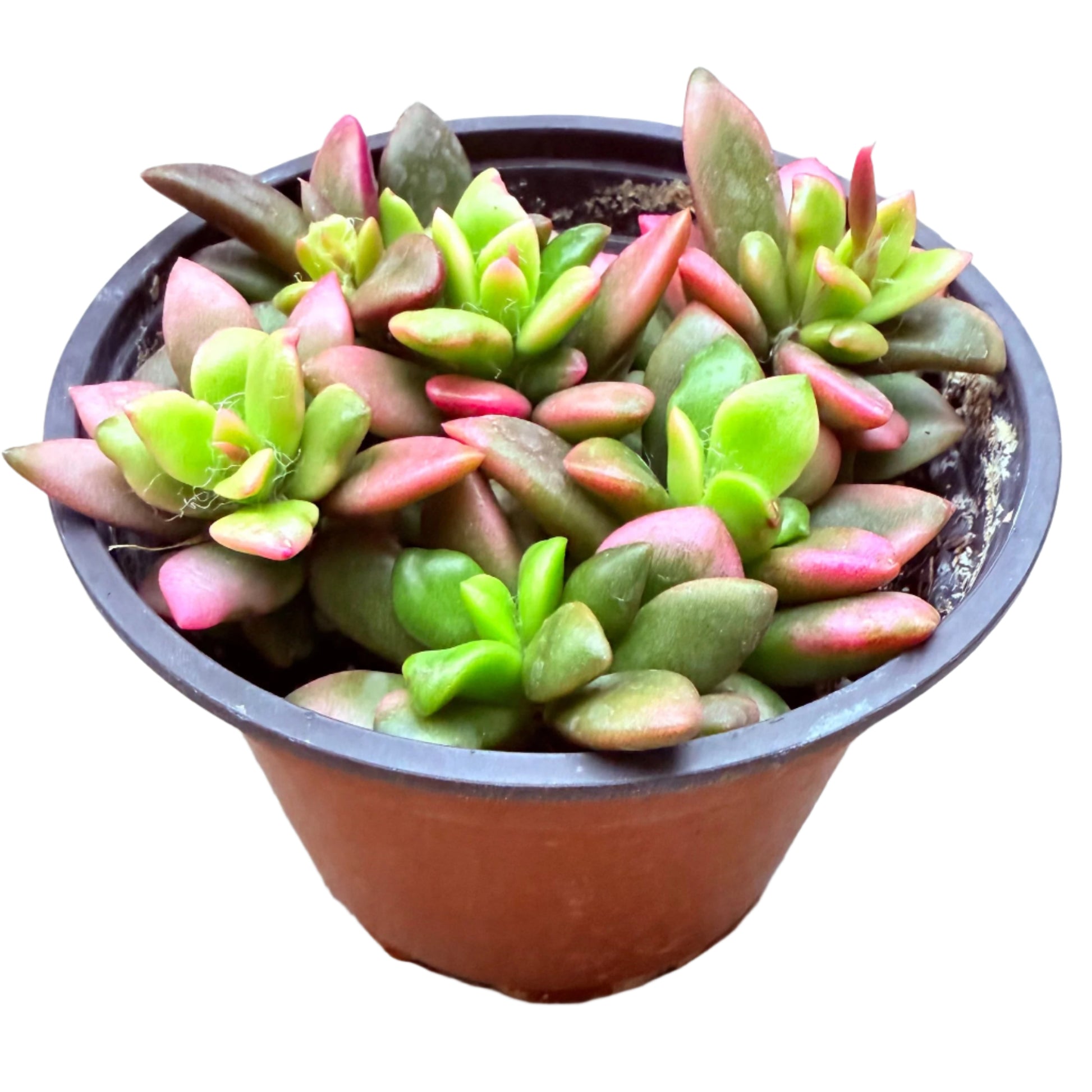 succulent anacampseros Anacampseros telephiastrum f. variegatum 'Sunrise'