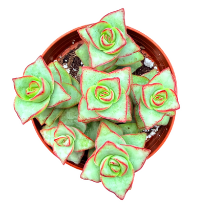 Crassula perforata - String of Buttons-SEAH